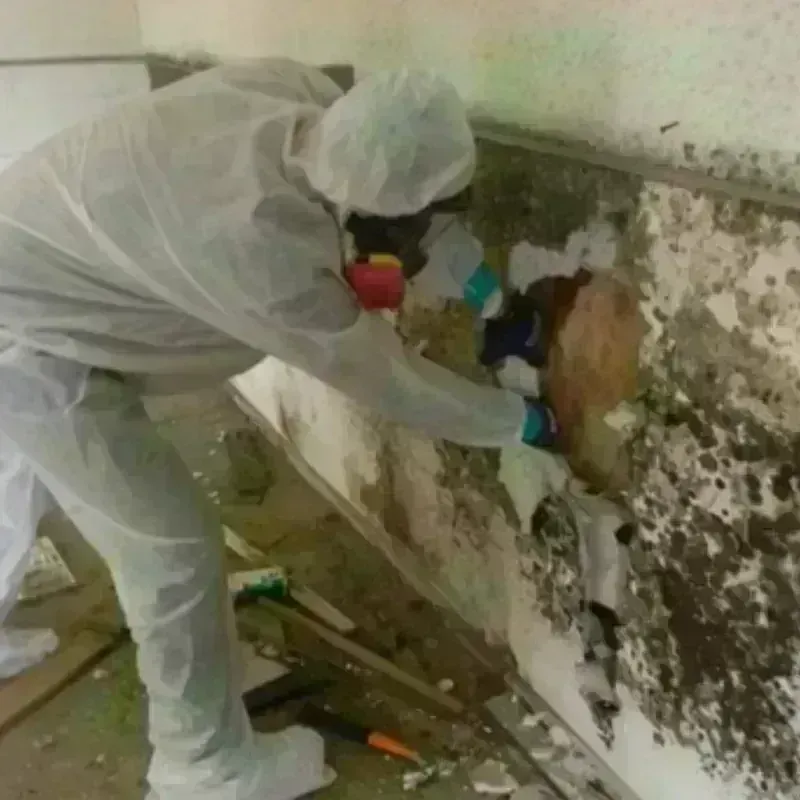 Mold Remediation and Removal in Wildwood, MO